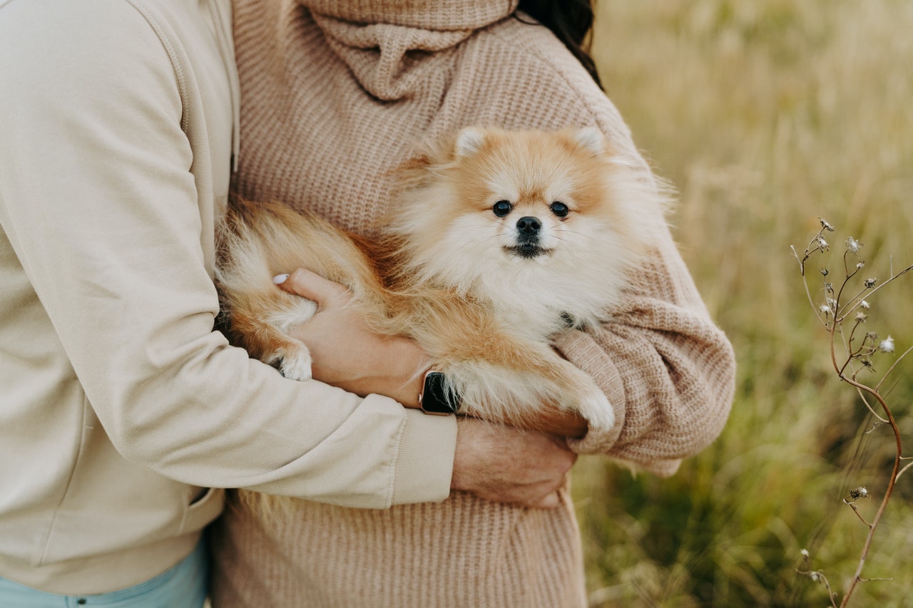 5 Ways To Take the Best Care of Your Dog’s Coat