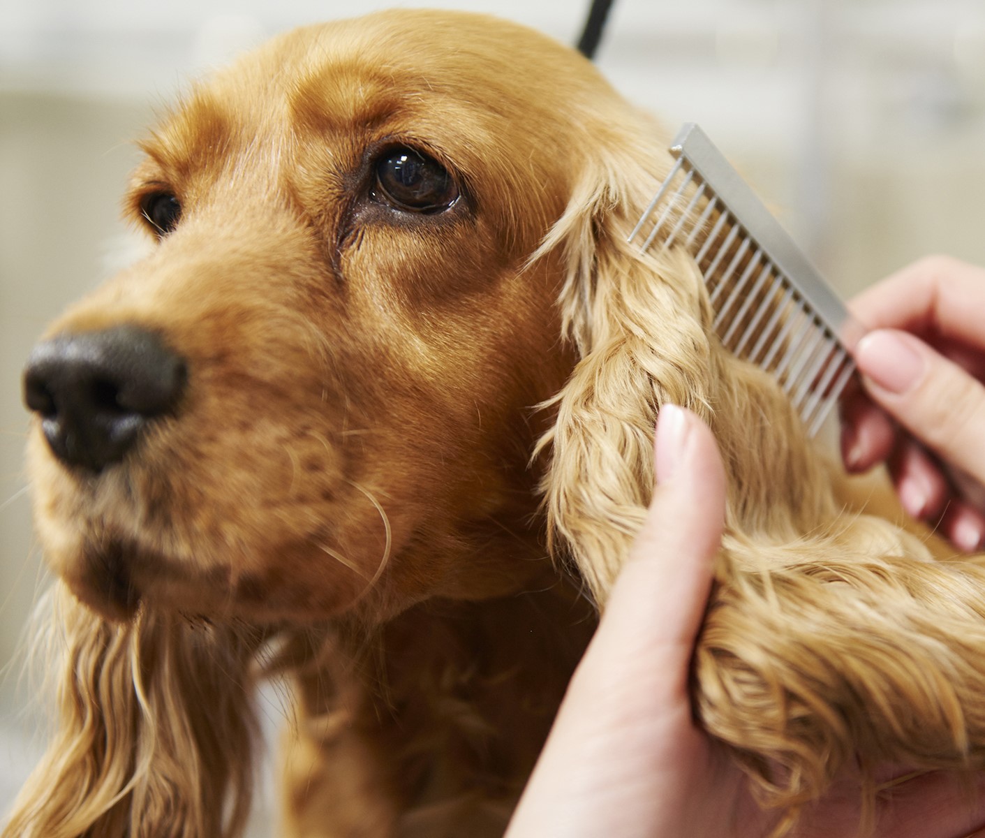 How to Brush Your Dog (For Beginners)