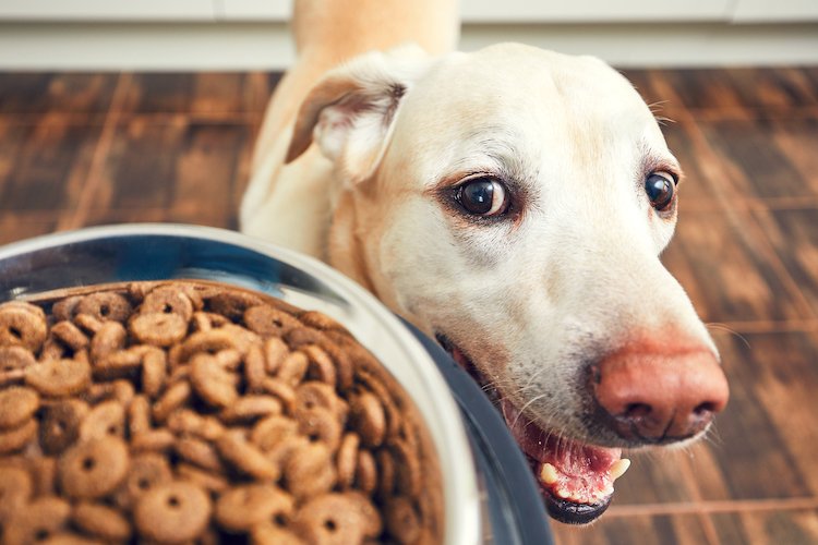 The Best Dog Diet for a Healthy Coat