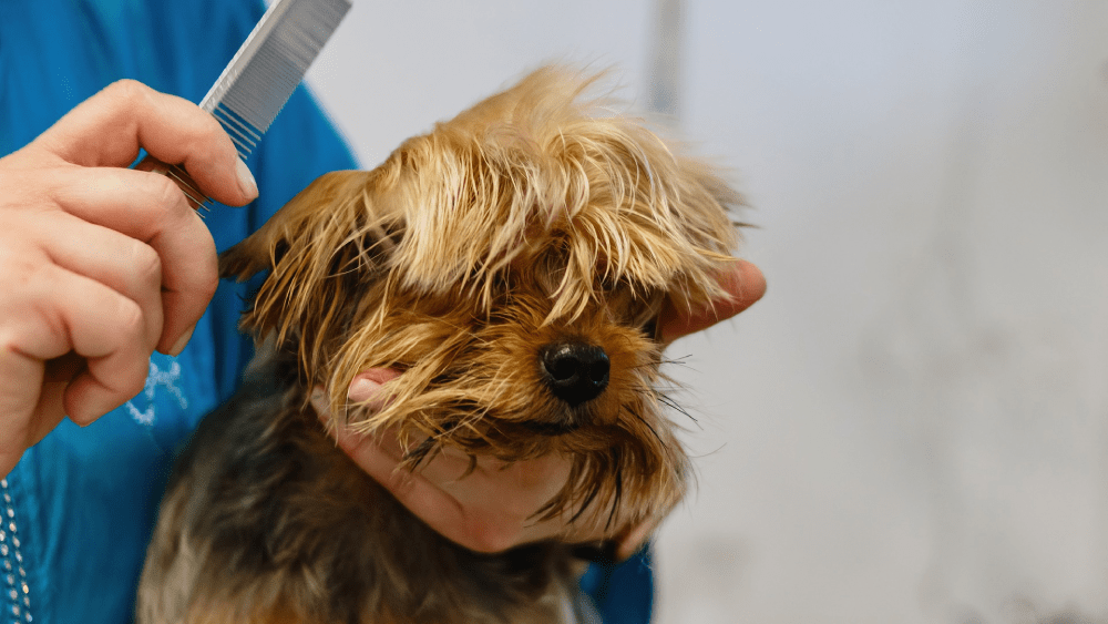8 Tips to Make Sure Your Pet Pooch is Always Well-Groomed