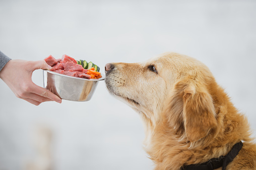 5 Tips for Improving Your Dog’s Diet