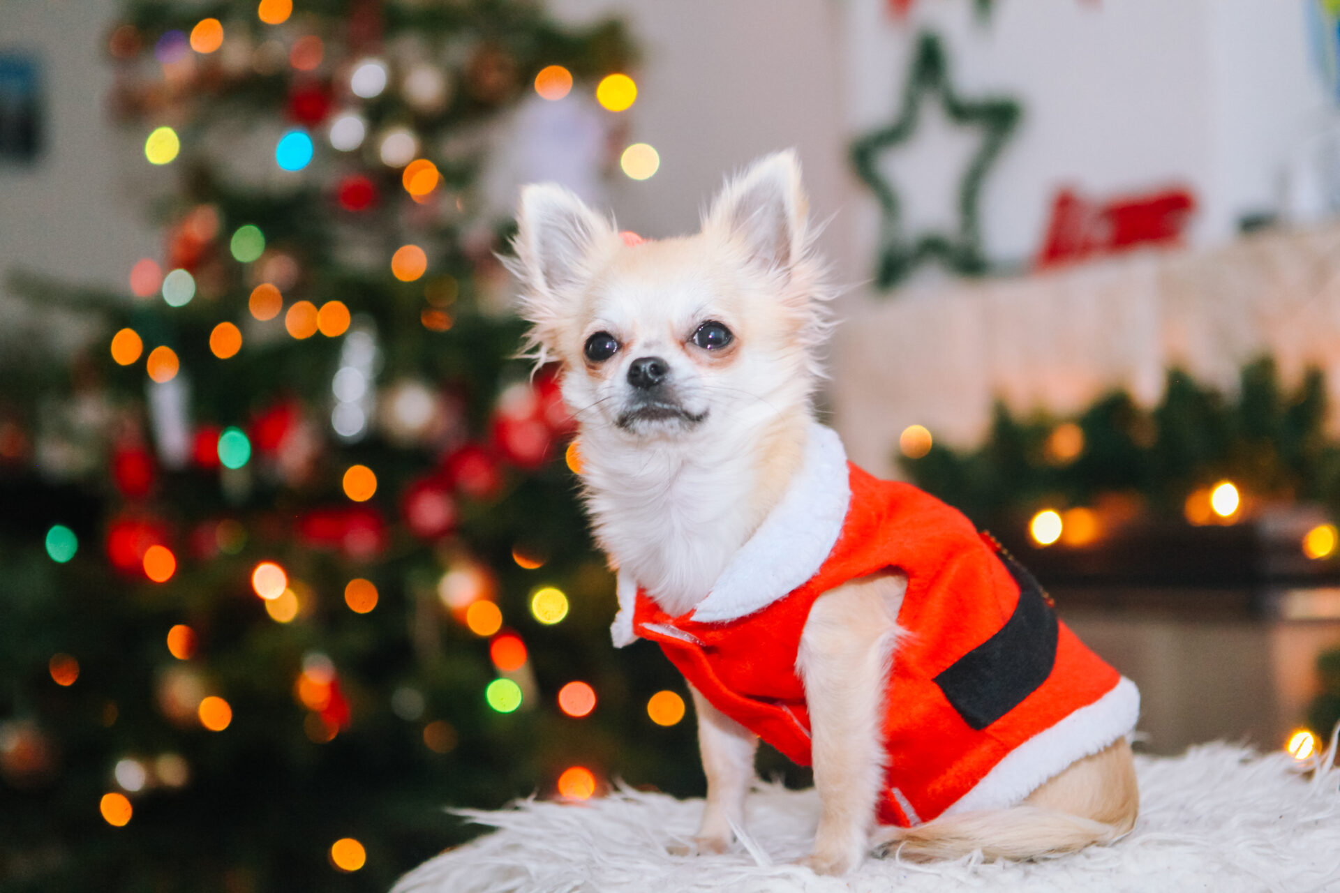 Top 5 Ways to Get Your Dog Grooming Salon Winter Ready